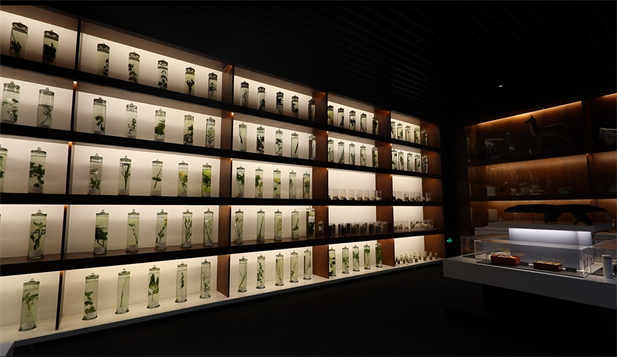 1679990605918001937.png 圖6鮮藥浸制標本.png