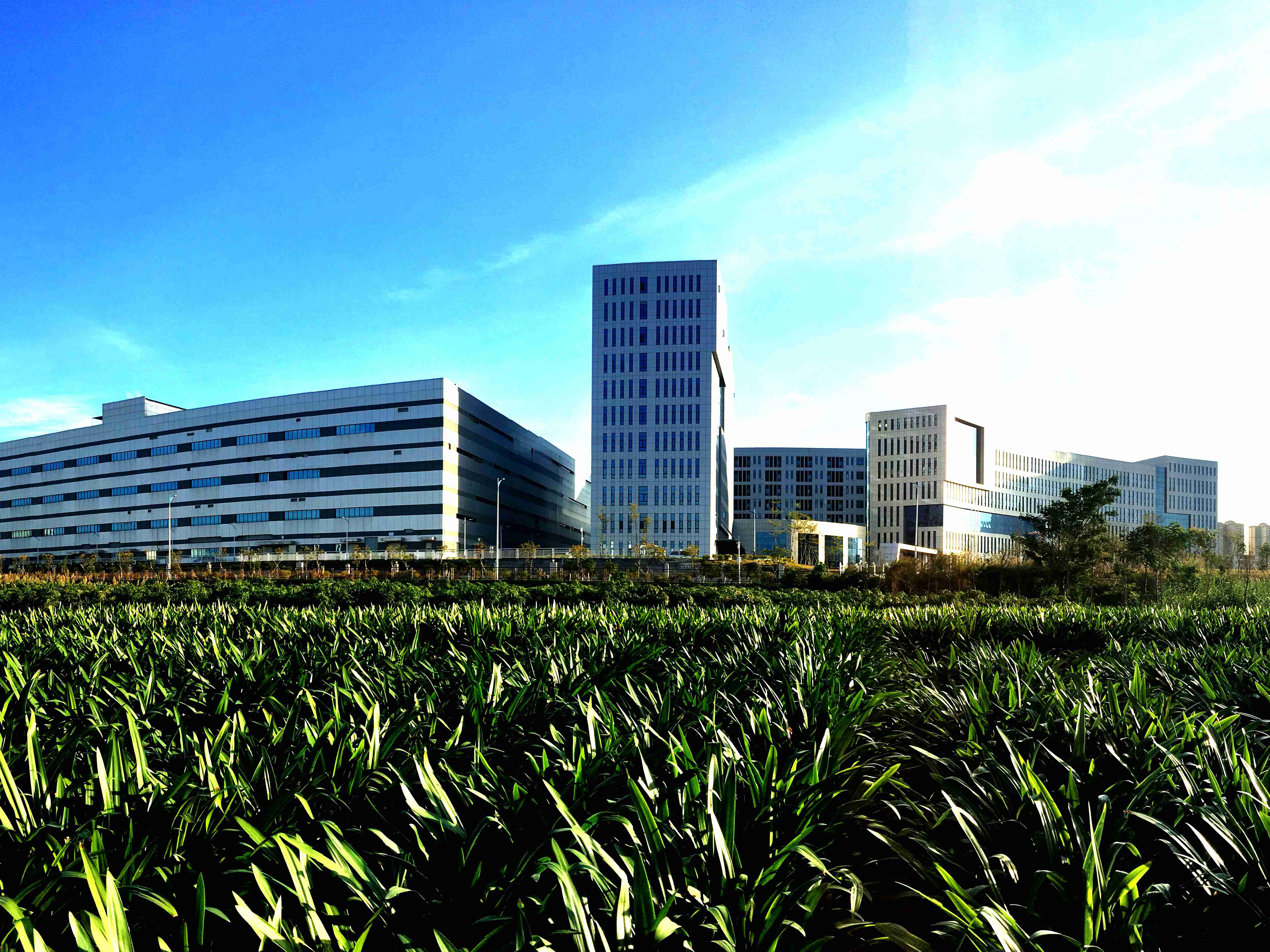 1689657188043062729.jpg 大美國藥—晨光中的國藥致君_副本.jpg